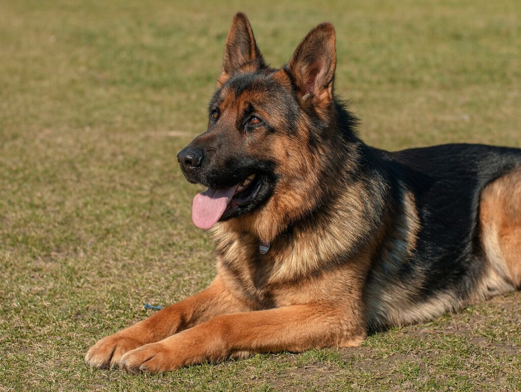 reisziele mit hund deutschland, schäferhund