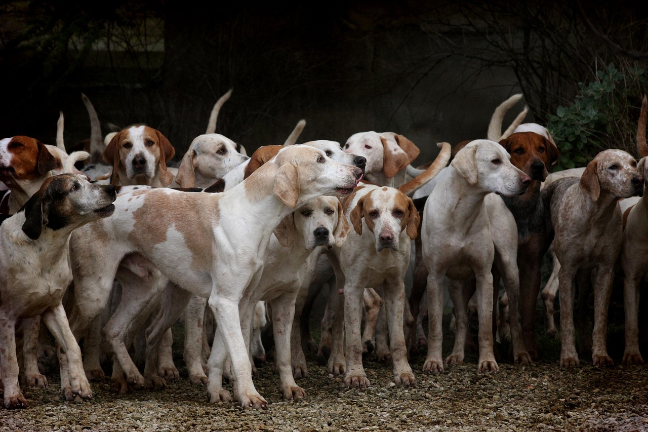 tierschutzhunde, rudel