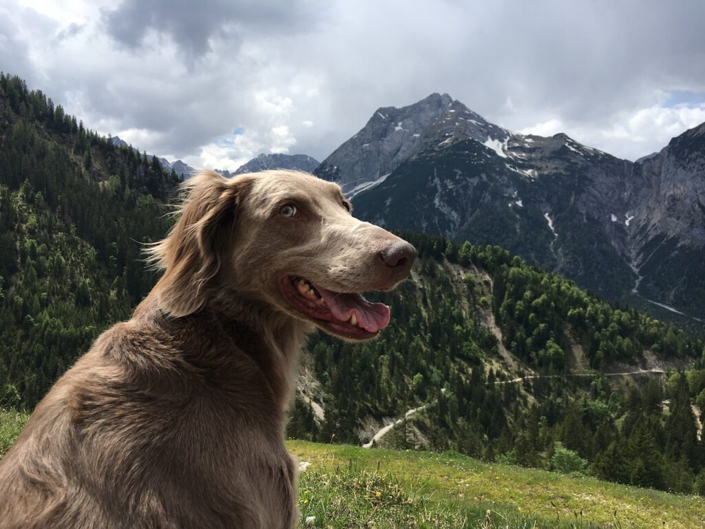 reiseziele, österreich mit hund, berge