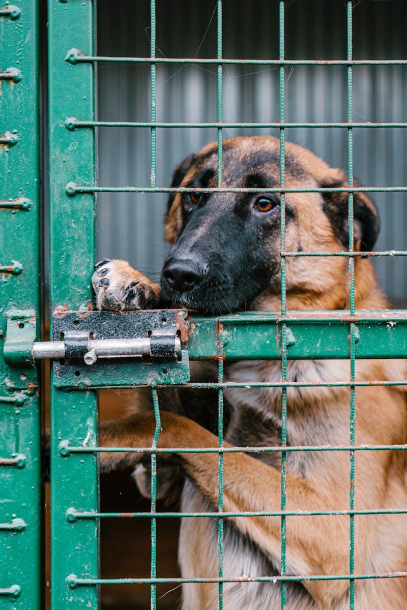 tierschutzhunde, hinter zaun