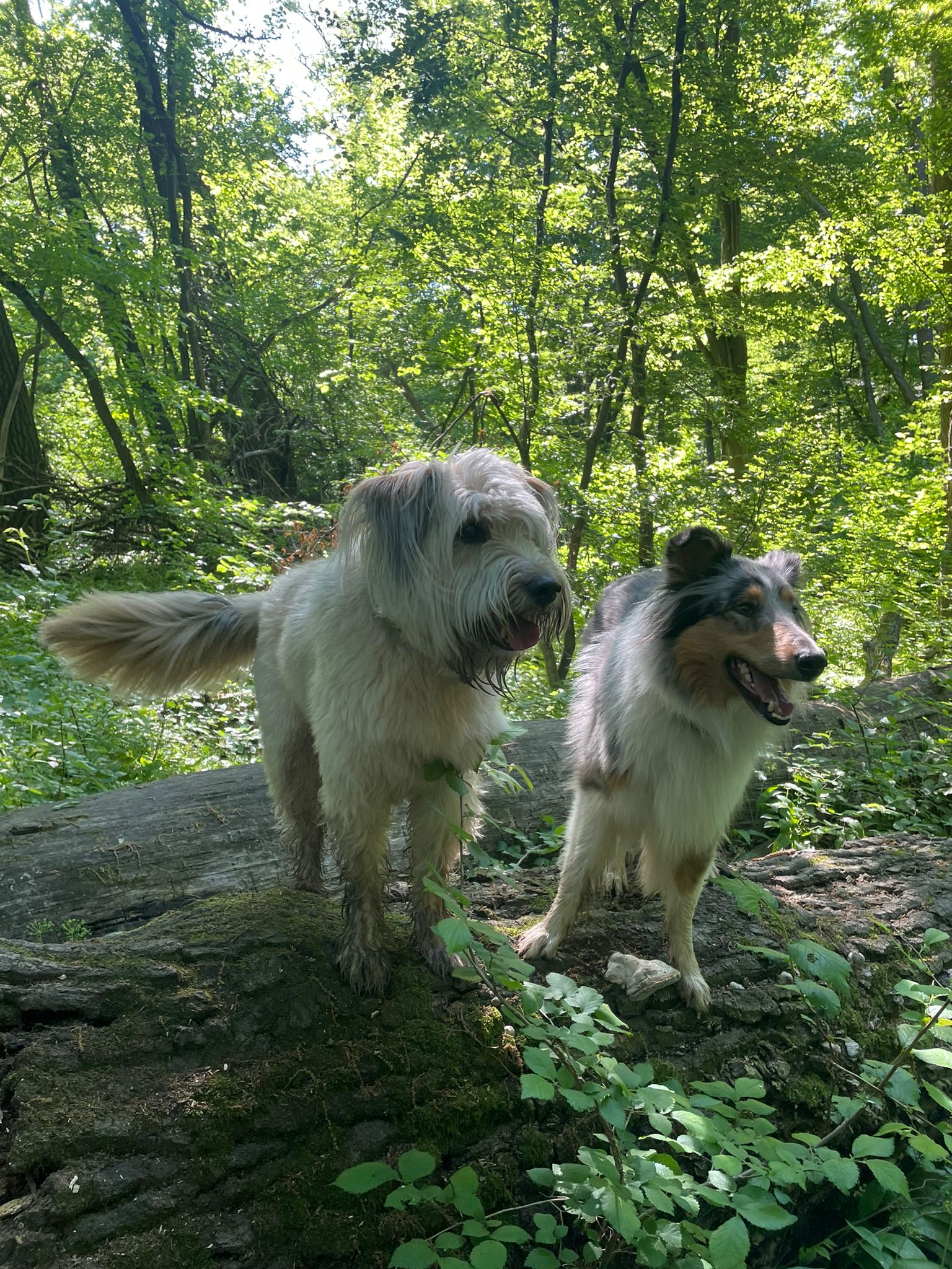 Hundeblog: zwei Hunde sitzen auf einem Baumstamm im Wald.