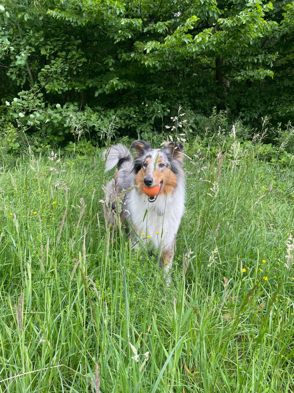 Hundeblog: ein Hund mit einem Ball auf der Hundewiese