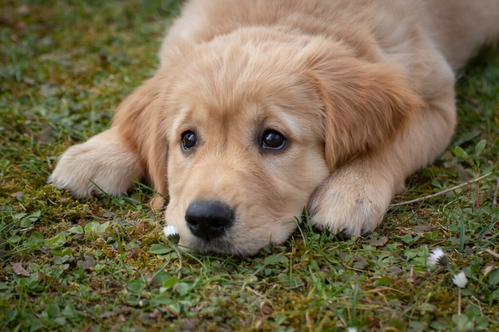 tierische Absicherung für deinen Hund